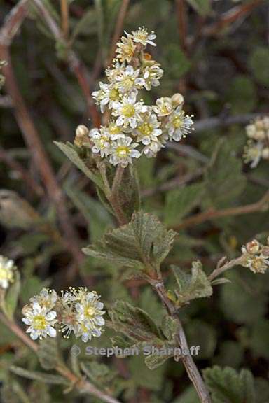 holodiscus discolor var microphyllus 7 graphic